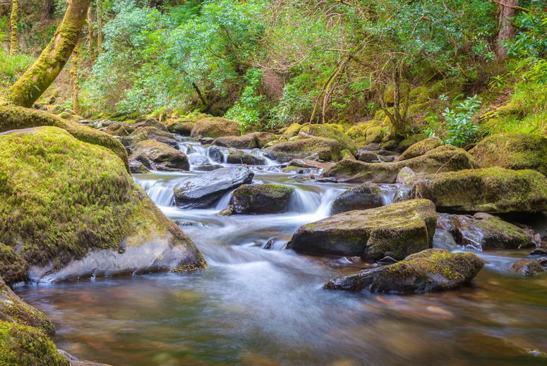 Stream in Killarney National Park