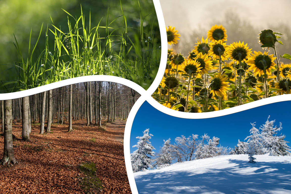 four seasons collage