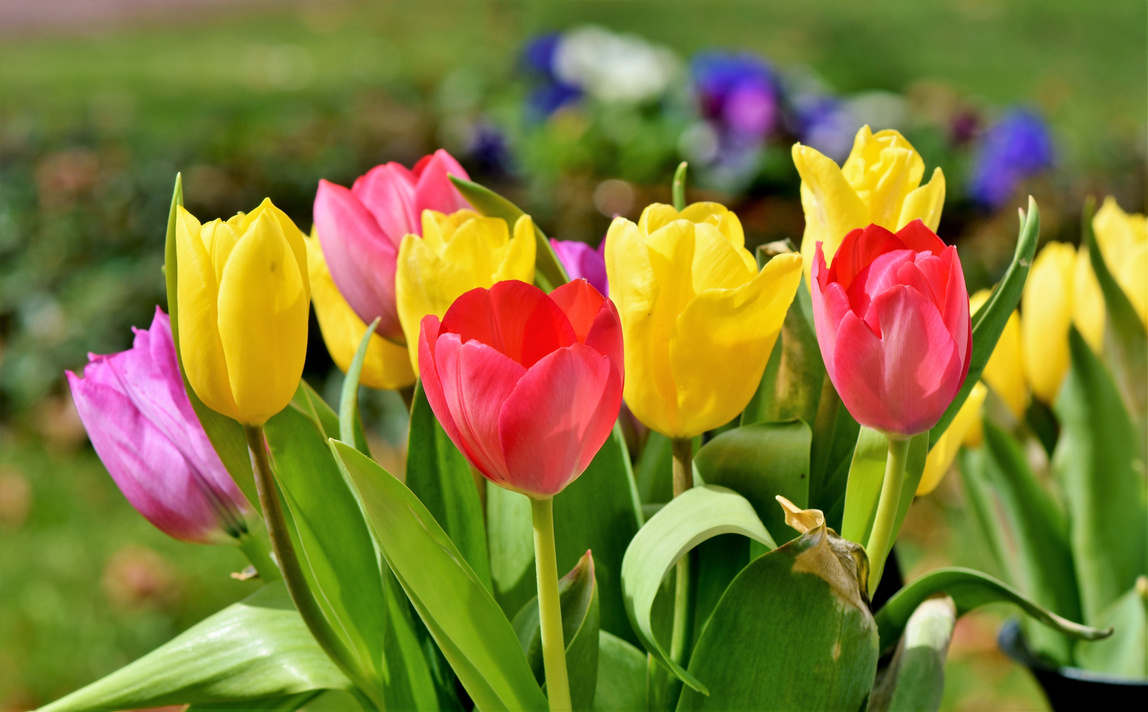Tulip Flowers in Nature