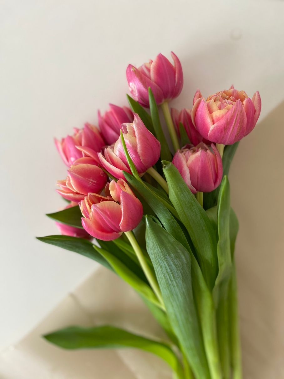 A Bunch of Pink Tulip Flowers
