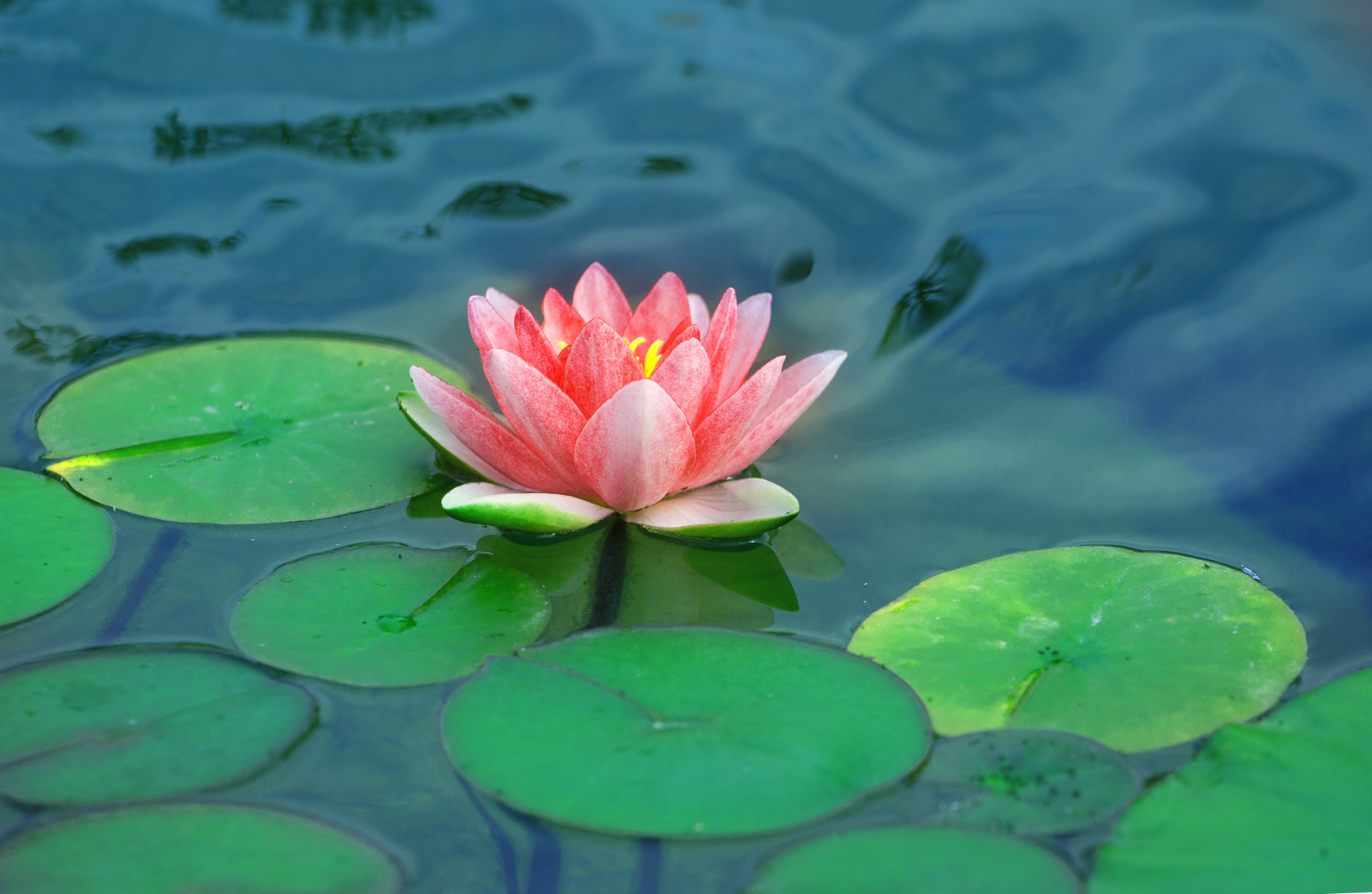Lotus