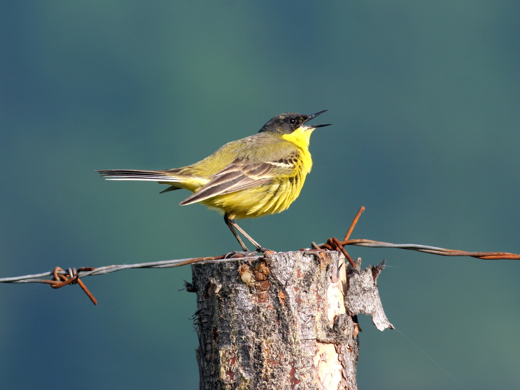 Song-bird